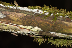 Anthaxia quadripunctata