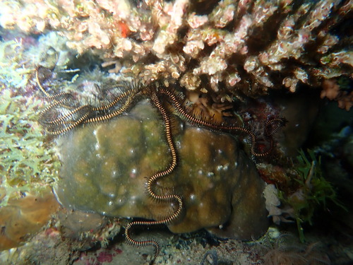Ophiomastix janualis observed 2026-03-07