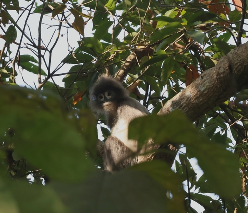 Phayre's Leaf Monkey