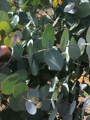 Eucalyptus goniocalyx