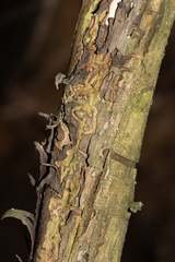 Anthaxia quadripunctata