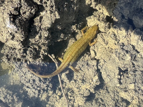 Smooth Newt