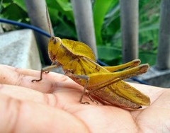 Xyleus discoideus mexicanus