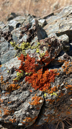 iNaturalist observation photo of Xanthorioideae