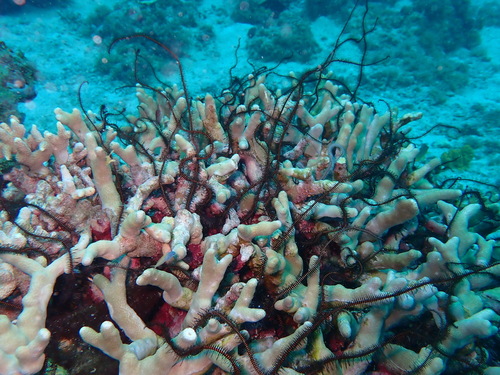 Ophiomastix janualis observed 2026-03-08