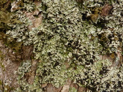 Ricasolia amplissima