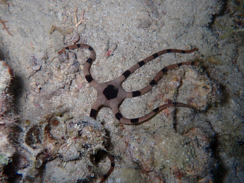 Ophiolepis superba observed 2026-03-08