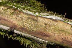 Anthaxia quadripunctata