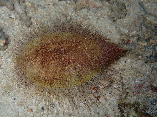 Eurypatagus ovalis observed 2026-03-08