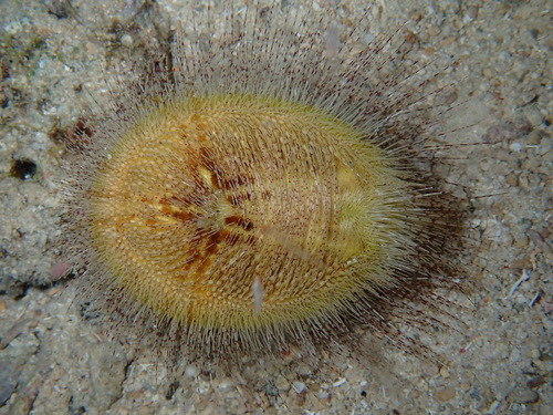 Eurypatagus ovalis observed 2026-03-08