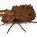 Forked Fungus Beetle - Photo (c) Patrick Coin, some rights reserved (CC BY-NC-SA)