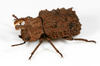 Forked Fungus Beetle - Photo (c) Patrick Coin, some rights reserved (CC BY-NC-SA)
