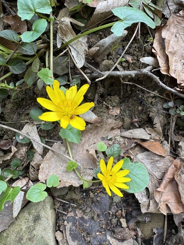 lesser celandine