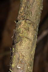 Anthaxia quadripunctata