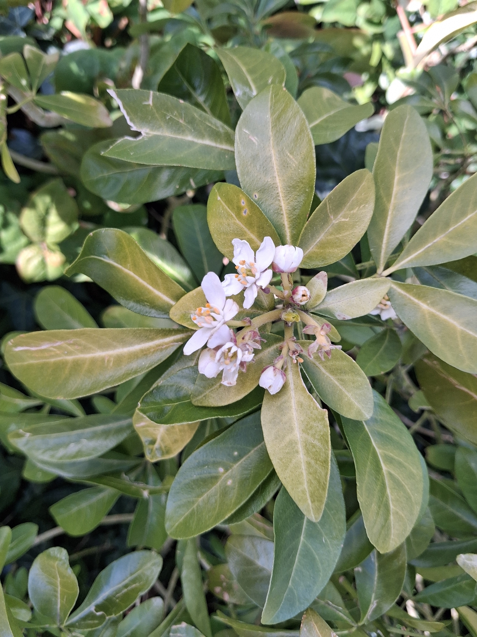 Mexican Orange (Choisya ternata)