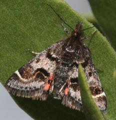 Pyrausta dapalis
