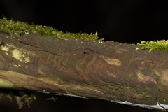 Anthaxia quadripunctata