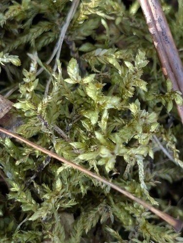 Red-stemmed Feather Moss (Pleurozium schreberi)