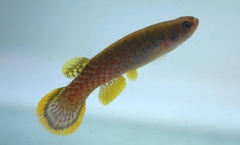 Rivulus photo 1