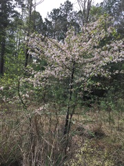 Malus angustifolia