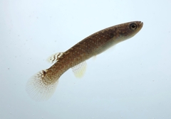 Rivulus photo 2