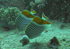 Chaetodon madagaskariensis