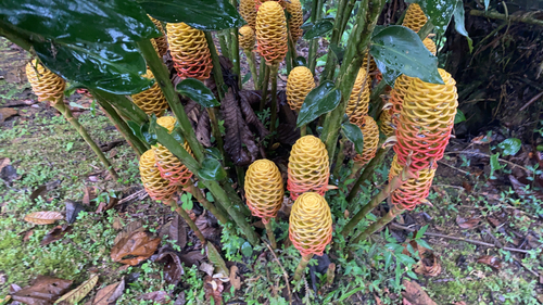 beehive ginger (Zingiber spectabile)