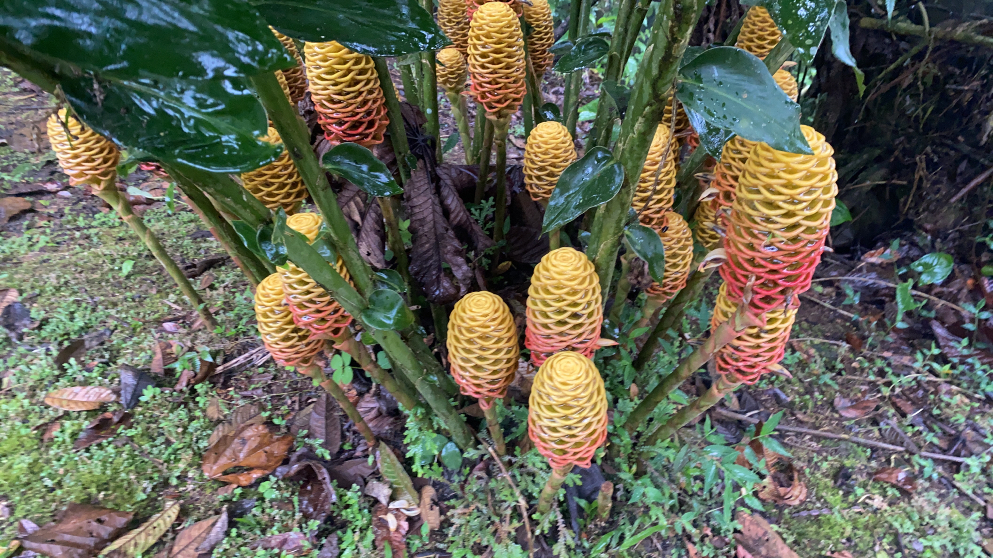 Beehive Ginger (Zingiber spectabile)