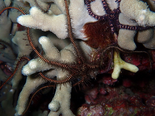 Ophiomastix janualis observed 2026-03-09