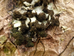 Ricasolia amplissima