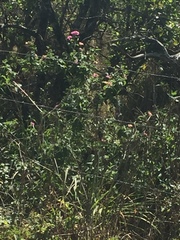 Centranthus ruber