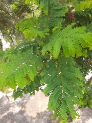 Cenostigma pluviosum
