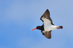 Chatham Oystercatcher photo 5