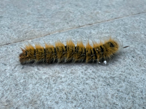 Grass Eggar