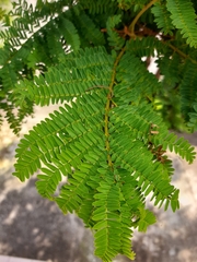 Cenostigma pluviosum