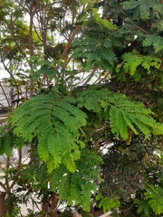 Cenostigma pluviosum