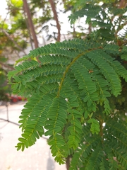 Cenostigma pluviosum