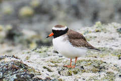 Thinornis novaeseelandiae