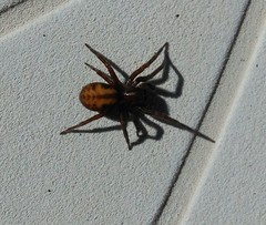 Callobius bennetti