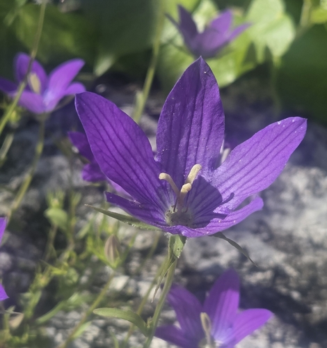 Campanula ramosissima, photograph 2