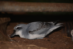 Pachyptila vittata