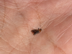 Ochrimnus lineoloides