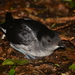 Common Diving-Petrel - Photo (c) Oscar Thomas, some rights reserved (CC BY-NC-ND), uploaded by Oscar Thomas