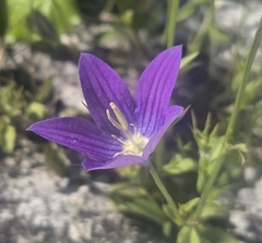 Campanula ramosissima, photograph (c) Bellsprout, some rights reserved (CC BY)