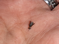 Ochrimnus lineoloides