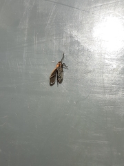 Ochrimnus lineoloides