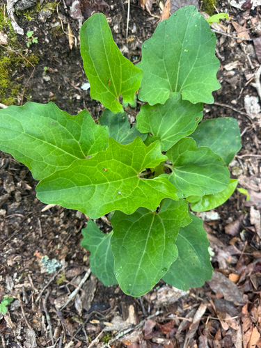 pale Indian plantain (Arnoglossum atriplicifolium)