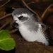 White-faced Storm-Petrel - Photo (c) Oscar Thomas, some rights reserved (CC BY-NC-ND), uploaded by Oscar Thomas