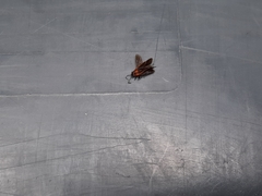 Ochrimnus lineoloides