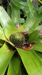 Neoregelia johannis, photograph (c) Bruno Henrique Aranda, some rights reserved (CC BY)